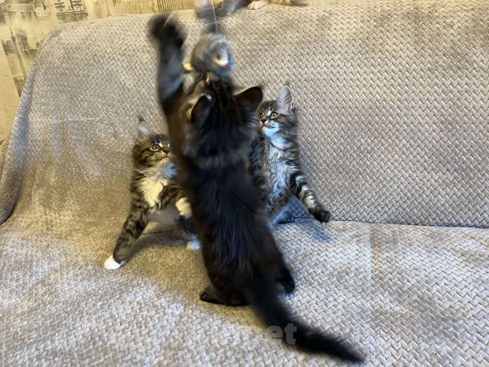 Кошки в Томске: Бронирование котенка мейн-кун Мальчик, 50 000 руб. - фото 3