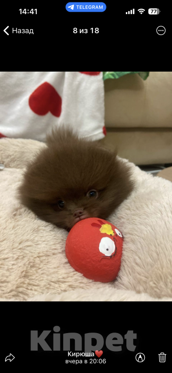 Собаки в Дубне: Рокки Мальчик, 15 000 руб. - фото 2