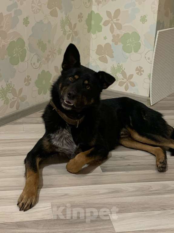 Собаки в других городах Московской области: Ищет дом красавец Мич! Мальчик, Бесплатно - фото 5