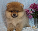 Собаки в Москве: Померанский шпиц- мини мальчик Мальчик, 35 000 руб. - фото 2