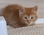 Кошки в Королеве: Котенок в добрые руки Мальчик, Бесплатно - фото 2
