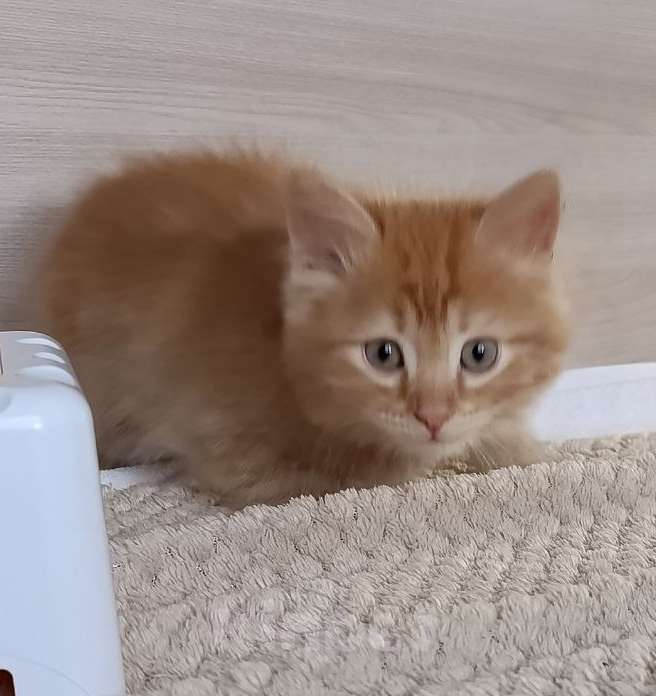 Кошки в Королеве: Котенок в добрые руки Мальчик, Бесплатно - фото 2