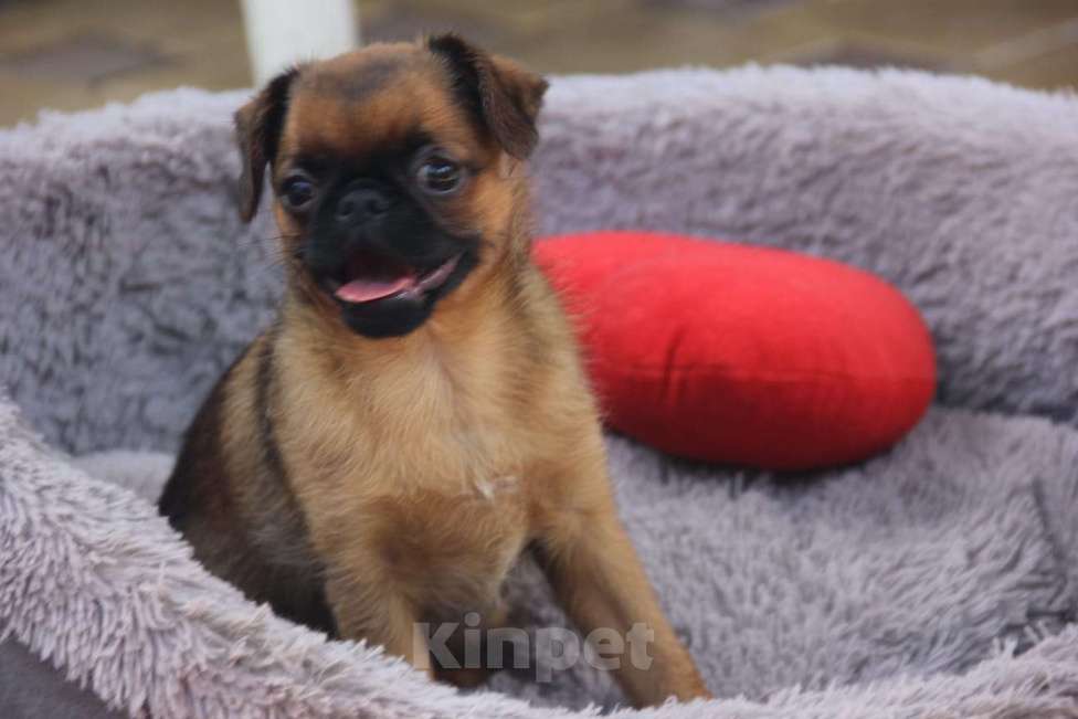 Собаки в других городах Краснодарского края: Развеселый Брабансон Девочка, 30 000 руб. - фото 2