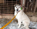Собаки в Одинцово: Ищем самое доброе сердце бездомке Девочка, 1 руб. - фото 1