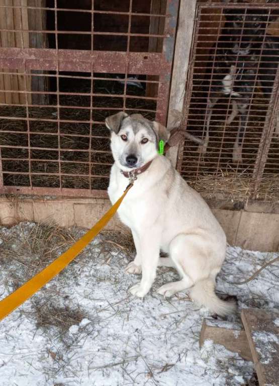 Собаки в Одинцово: Ищем самое доброе сердце бездомке Девочка, 1 руб. - фото 1