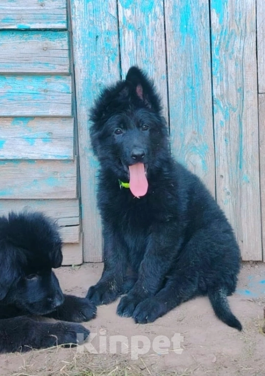 Собаки в Верещагино: Продаются щенки немецкой длинношерстной овчарки с документами РКФ. Родители чемпионы, Окд1 и Зкс1  Девочка, 45 000 руб. - фото 2