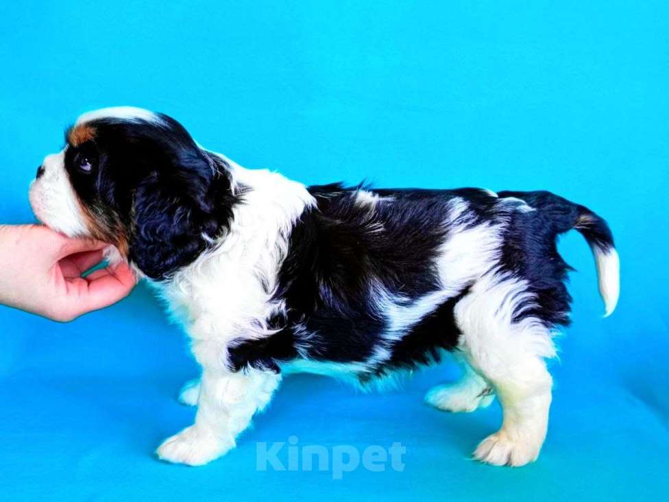 Собаки в других городах Московской области: Кобель кавалер кинг чарльз спаниель Мальчик, Бесплатно - фото 3