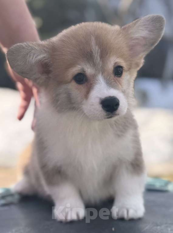 Собаки в Пушкино: щенки вельш корги пемброк Девочка, 50 000 руб. - фото 3
