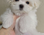 Собаки в Перми: Мальтезе мальчик Мальчик, 50 000 руб. - фото 1