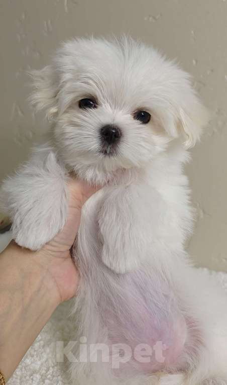 Собаки в Перми: Мальтезе мальчик Мальчик, 50 000 руб. - фото 1