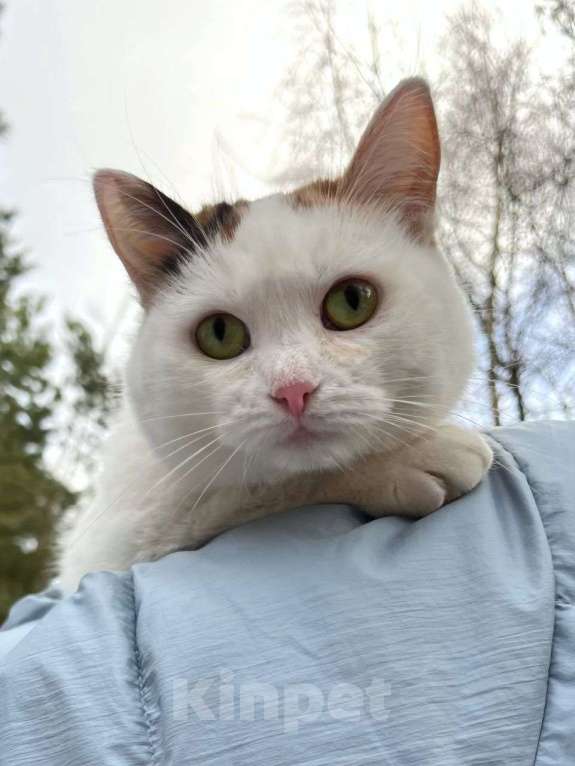 Кошки в Москве: Трехцветная кошечка Горошка ищет дом! Девочка, Бесплатно - фото 2