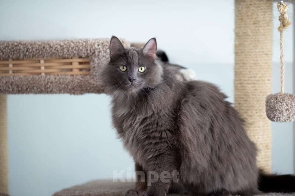 Кошки в Москве: Вульф Мальчик, Бесплатно - фото 4