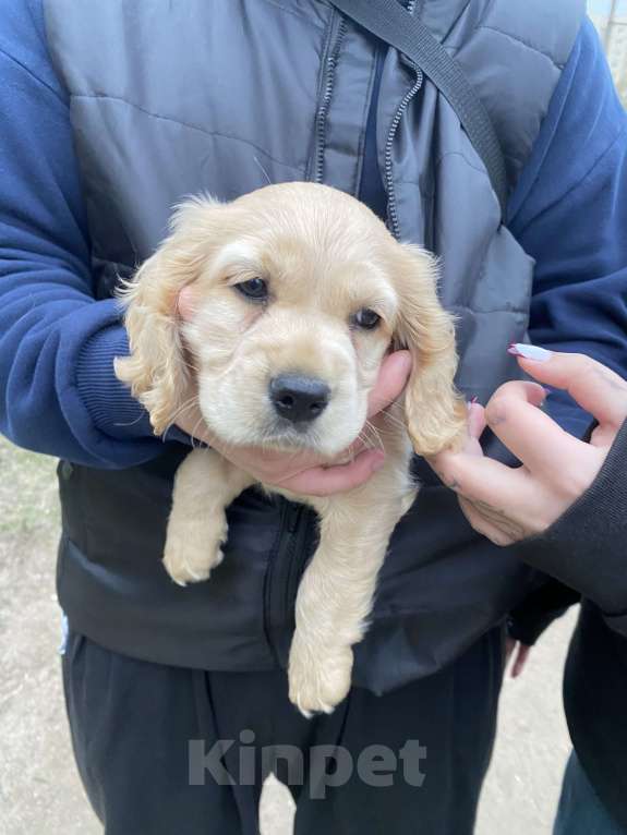 Собаки в Санкт-Петербурге: Продам щенка Английский Кокер спаниель  Мальчик, 40 000 руб. - фото 2