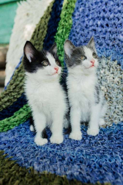 Кошки в Магнитогорске: Две красивые и ласковые сестрички ищут дом!  Девочка, Бесплатно - фото 7