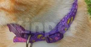 Кошки в Голицыно: Поиски!!! Девочка, Бесплатно - фото 5