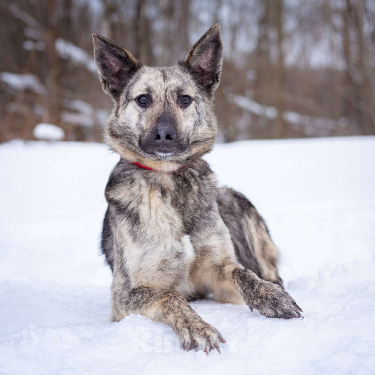 Собаки в Москве: Красивый, тигровый парень мечтает найти свою семью и дом! Мальчик, Бесплатно - фото 2