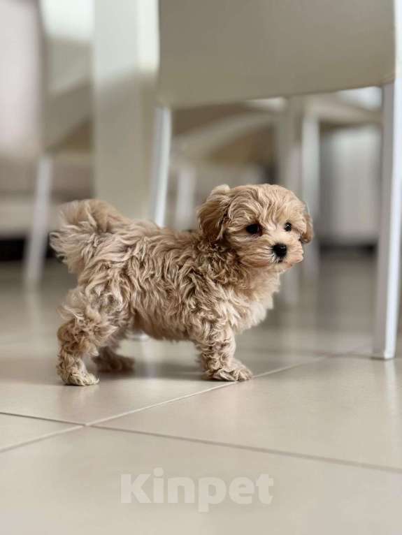 Собаки в Казани: Мальтипу F1 девочки и мальчики  Мальчик, 130 руб. - фото 2