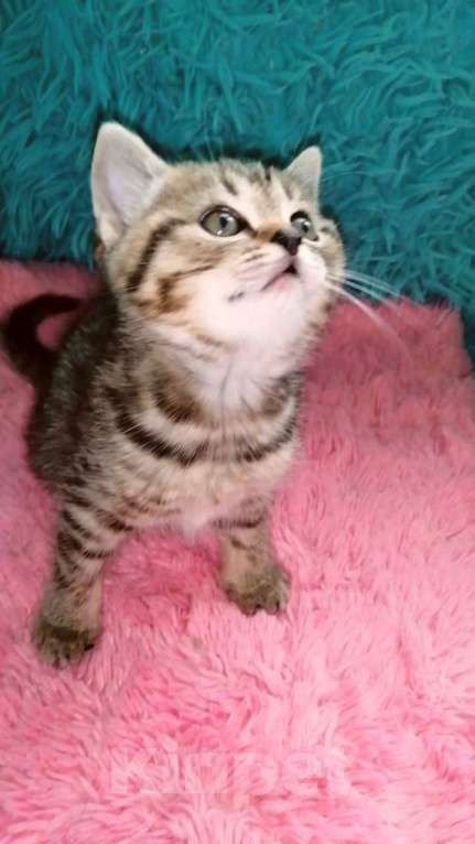 Кошки в Москве: Ш Девочка, 10 000 руб. - фото 8