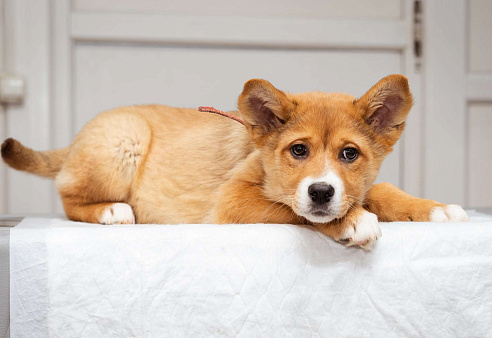 Девочка, 2.5 - 3 месяца ищет дом