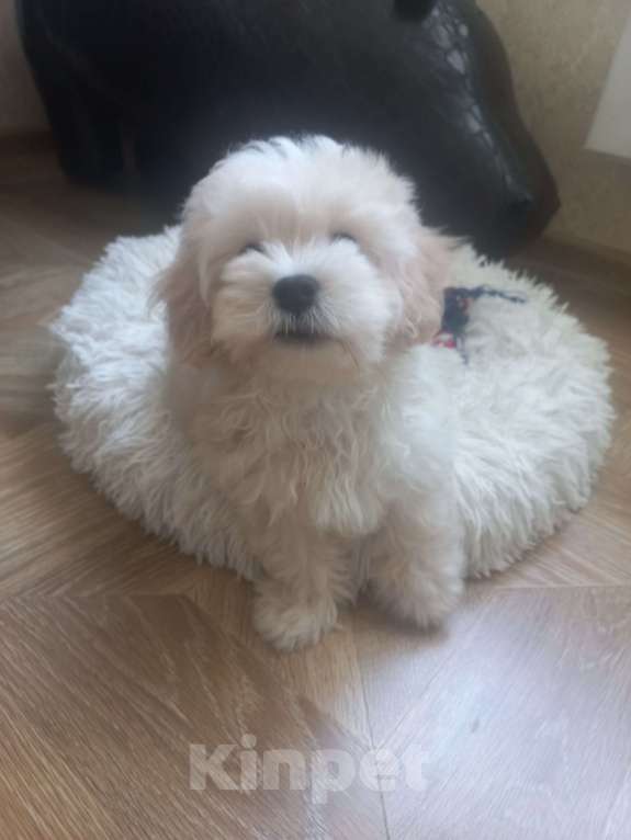 Собаки в других городах Московской области: ВАЛЯ ,Щенок Мальтипу Мальчик, 50 000 руб. - фото 4