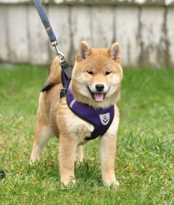 Собаки в Задонске: Девочка Сиба Девочка, 45 000 руб. - фото 1