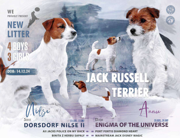 Собаки в Новосибирске: Щенок Джек Рассел терьера  Мальчик, 30 000 руб. - фото 2