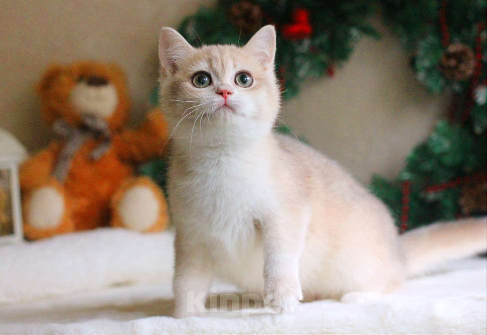 Кошки в Москве: Золотая голубая шиншилла мальчик  Мальчик, 35 000 руб. - фото 2