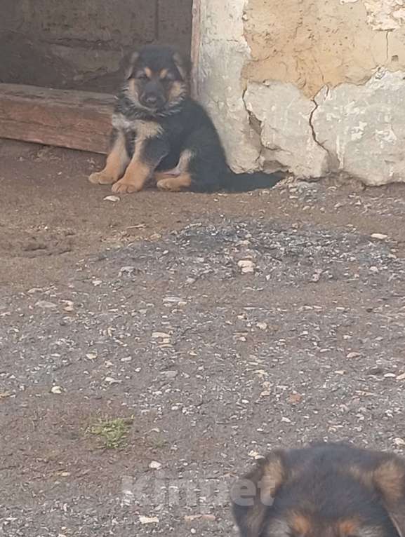 Собаки в других городах Крыма: Мальчик Девочка, 8 000 руб. - фото 2