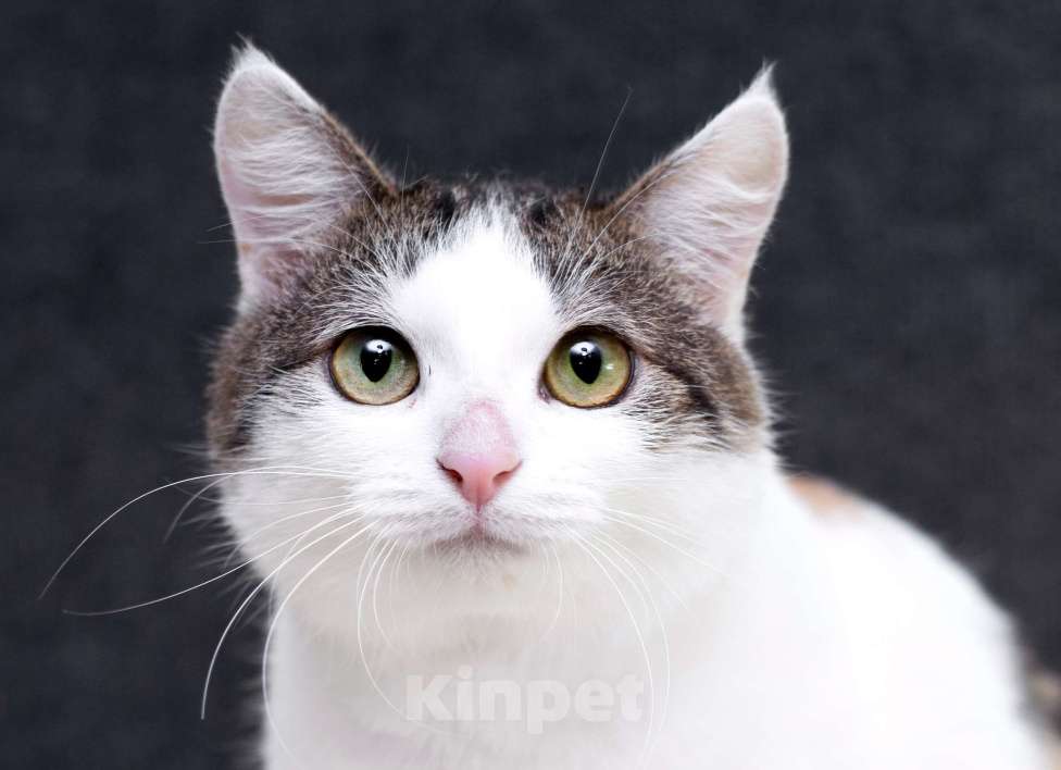 Кошки в Москве: Умнейшая трехцветная кошечка Женечка в добрые руки Девочка, 10 руб. - фото 2