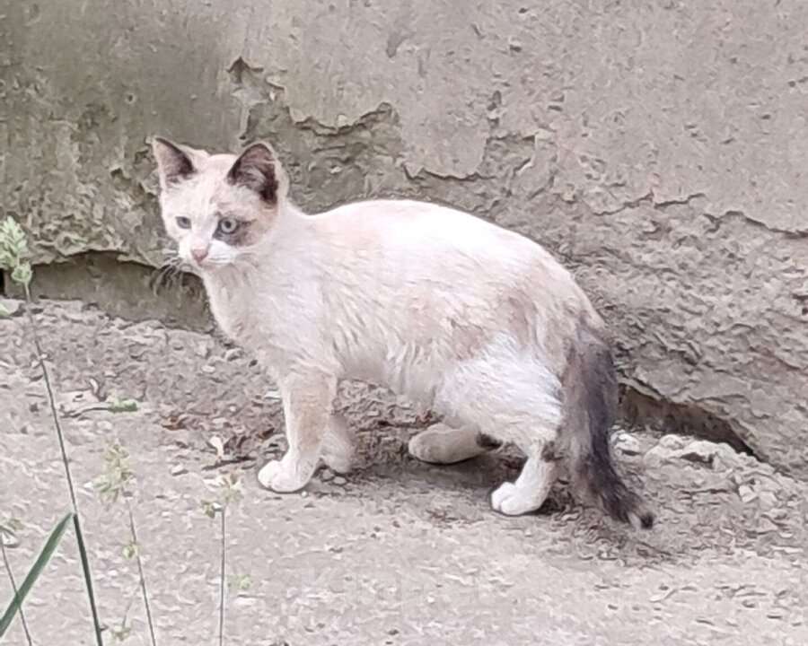 Кошки в Ковровом: Вася, Мусенька и Мурзичек ждут своих хозяев. Мальчик, Бесплатно - фото 4