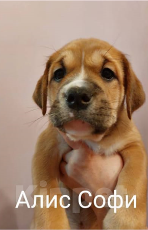 Собаки в Оренбурге: щенок  майорского  мастифа  (как де бо), 30 000 руб. - фото 1