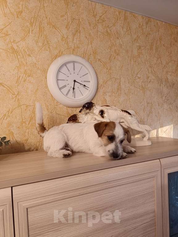 Собаки в других городах Краснодарского края: Мальчик Джек Рассел терьер Мальчик, 25 000 руб. - фото 1