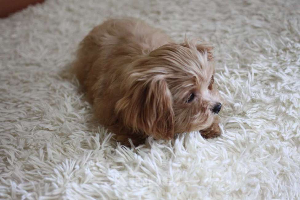 Собаки в Горном-Алтайске: Породная девочка мальтипу с  метрикой СКОР Девочка, 70 000 руб. - фото 2