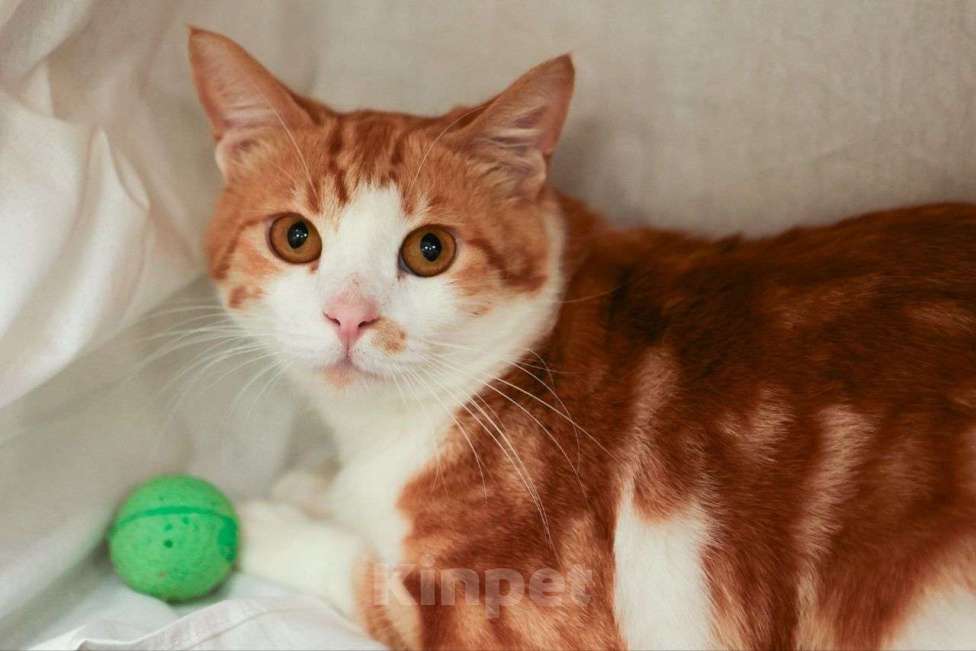 Кошки в Москве: Мраморно-рыжий котенок-подросток в добрые руки Мальчик, Бесплатно - фото 3