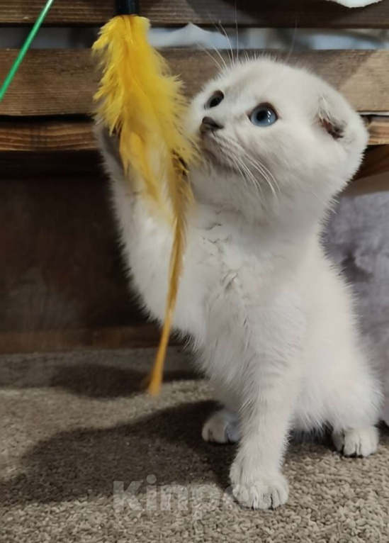 Кошки в Электростали: Шотландский вислоухий короткошёрстный котёнок Девочка, 15 000 руб. - фото 2