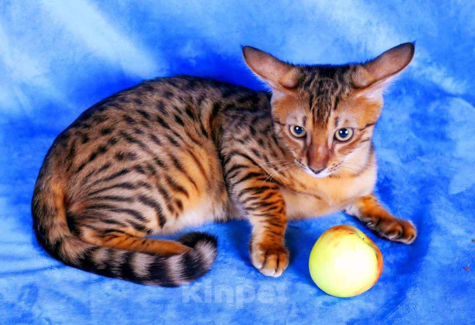 Кошки в Санкт-Петербурге: Котята SAVANNAH Ф4, Ф5 сбт Мальчик, 50 000 руб. - фото 5