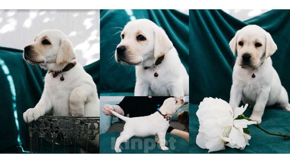 Собаки в Владимире: Лабрадор-ретривер, щенок Девочка, Бесплатно - фото 1