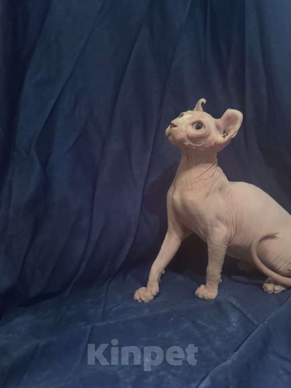 Кошки в Москве: Сфинкс эльф Мальчик, 25 000 руб. - фото 2