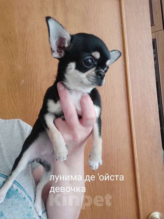Собаки в Уфе: Мини девочка чихуахуа Девочка, 35 000 руб. - фото 1