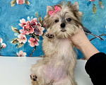 Собаки в Москве: Золотой йорк мини девочка бэби фейс Девочка, 85 000 руб. - фото 9