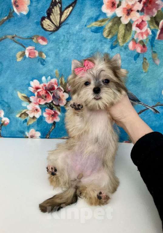 Собаки в Москве: Золотой йорк мини девочка бэби фейс Девочка, 85 000 руб. - фото 9