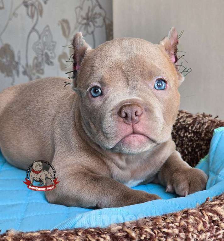 Собаки в Москве: Ам.булли лиловый мальчик Мальчик, 150 000 руб. - фото 3