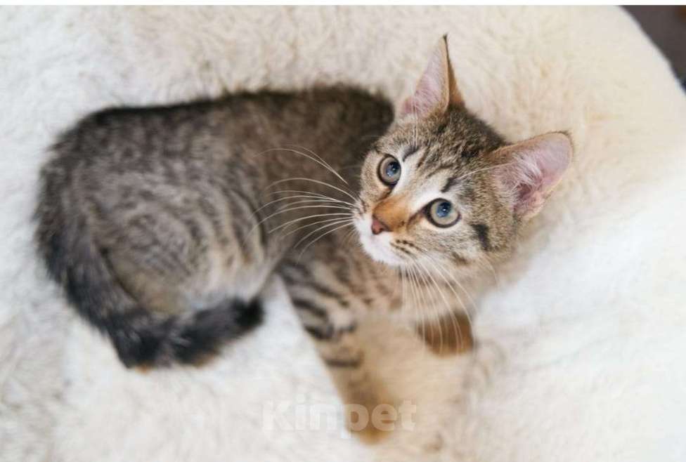 Кошки в Балашихе: котенок в добрые руки Девочка, Бесплатно - фото 2