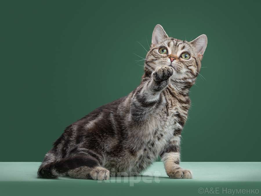 Кошки в Москве: Американский короткошерстный котёнок Мальчик, 85 000 руб. - фото 3