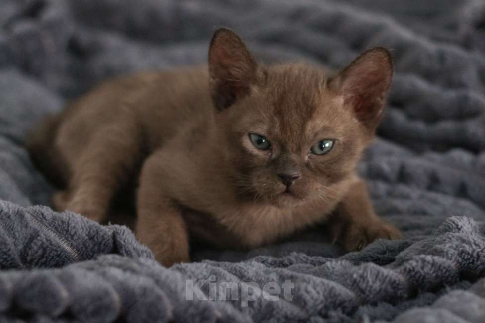 Кошки в Нижнем Новгороде: Котёнок европейской бурмы, мальчик, соболиный окрас Мальчик, 48 000 руб. - фото 2