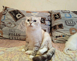 Кошки в Оленегорске: Отдаем котят, 1 руб. - фото 1