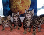 Кошки в Рыбном: Бенгальские котята, 15 000 руб. - фото 1