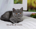 Кошки в Санкт-Петербурге: Британский котик голубого окраса Мальчик, 35 000 руб. - фото 4