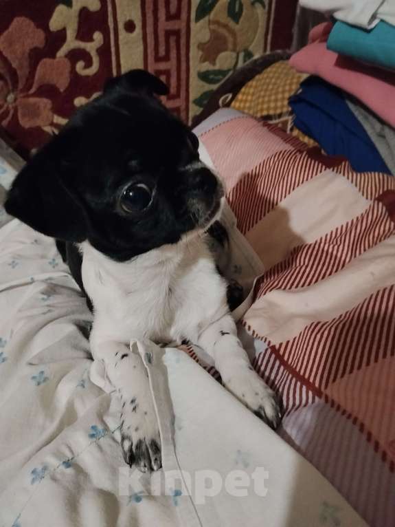 Собаки в Орле: Мальчик, чёрный с белым Мальчик, 30 000 руб. - фото 1