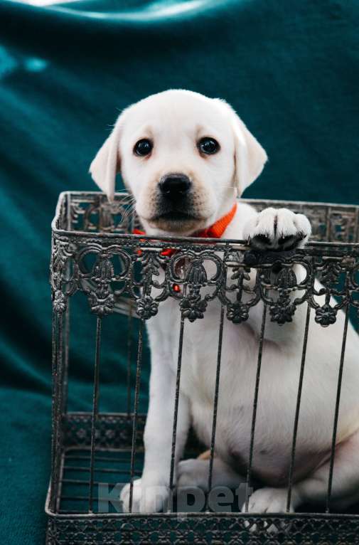 Собаки в Москве: Лабрадор-ретривер, щенок Девочка, Бесплатно - фото 6